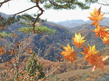 澳门芳草地资料,实用释义、解释与落实